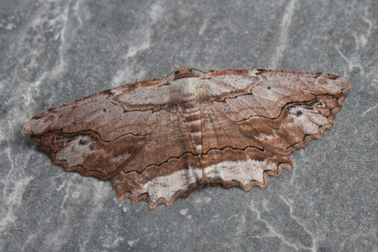 Menophra abruptaria: Bild 23