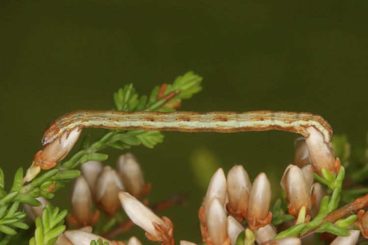 Pachycnemia hippocastanaria: Bild 13