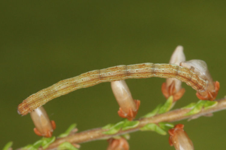 Pachycnemia hippocastanaria: Bild 14