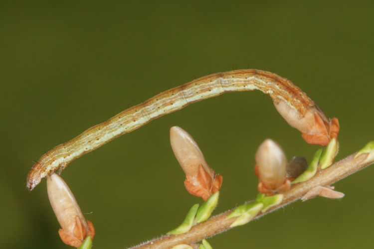 Pachycnemia hippocastanaria: Bild 15