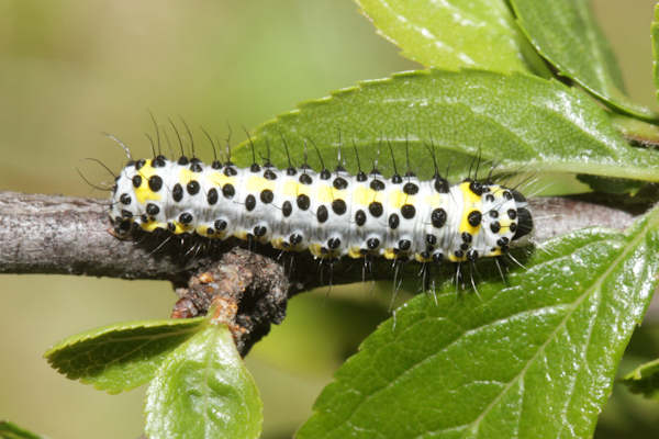 Diloba caeruleocephala: Bild 6