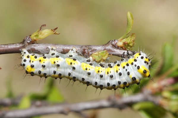 Diloba caeruleocephala: Bild 8