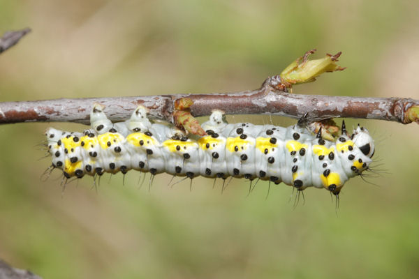 Diloba caeruleocephala: Bild 10