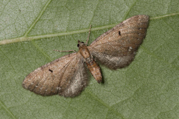 Eupithecia absinthiata: Bild 10