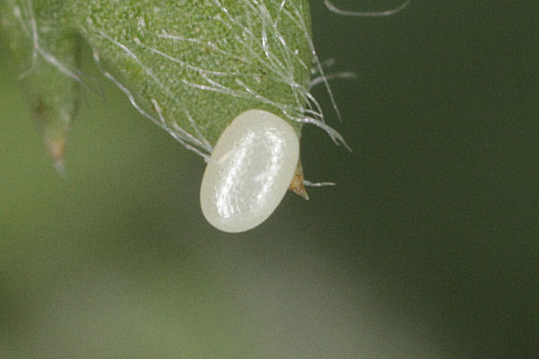 Eupithecia icterata: Bild 1