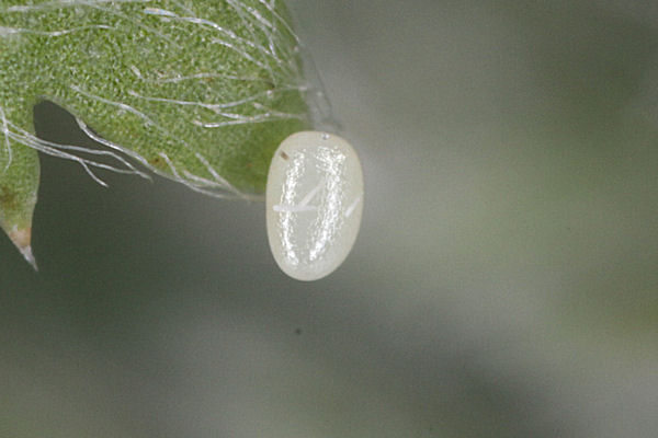 Eupithecia icterata: Bild 2