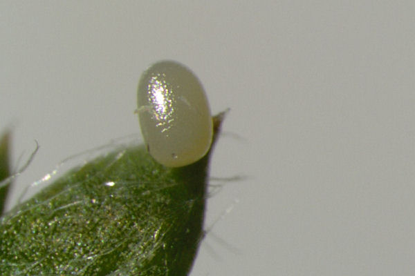 Eupithecia icterata: Bild 4