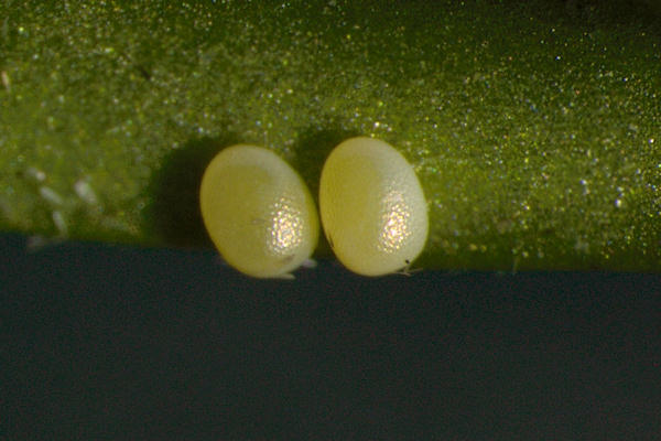 Catarhoe cuculata: Bild 3