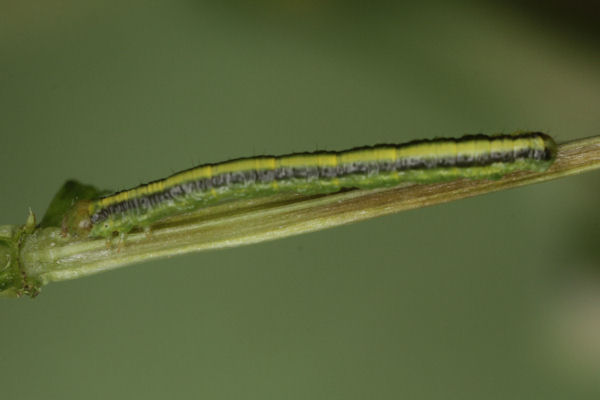 Catarhoe cuculata: Bild 25