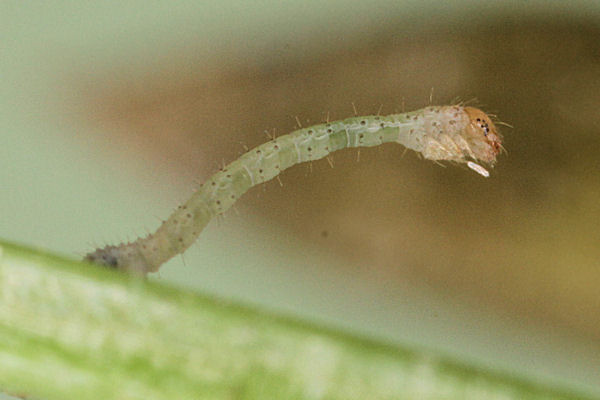 Epirrhoe molluginata: Bild 4