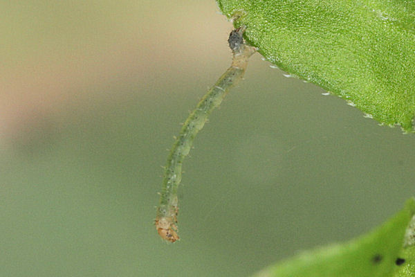 Epirrhoe molluginata: Bild 5
