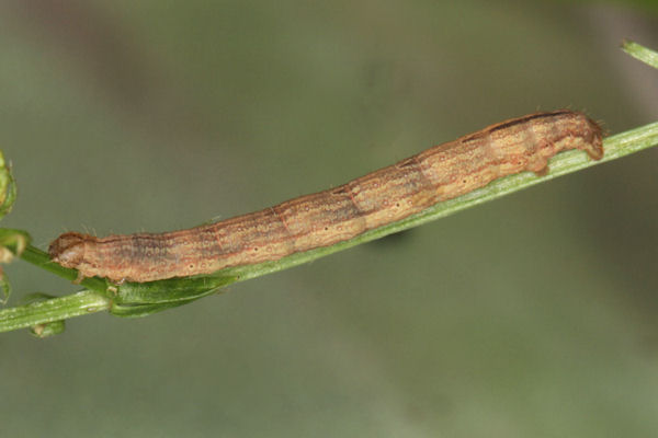 Epirrhoe molluginata: Bild 21