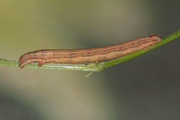 Epirrhoe molluginata: Bild 31