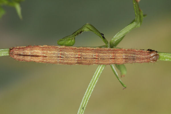 Epirrhoe molluginata: Bild 33