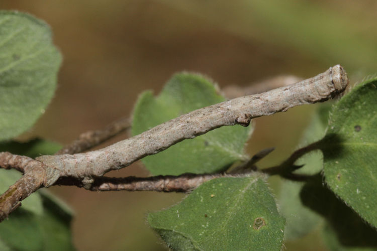 Peribatodes rhomboidaria: Bild 13