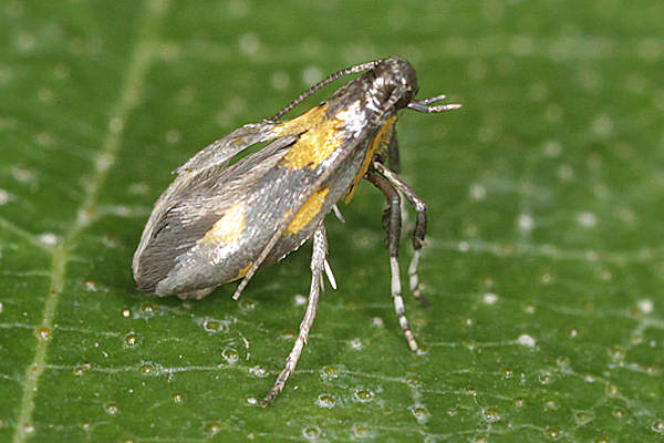 Euspilapteryx auroguttella: Bild 1