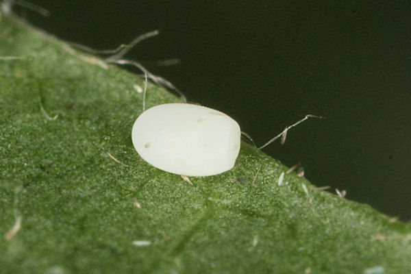 Melanthia procellata: Bild 3