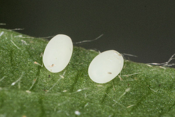 Melanthia procellata: Bild 4