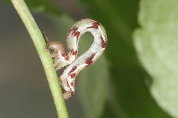 Eupithecia innotata: Bild 40
