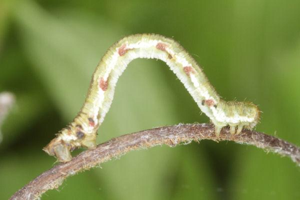 Eupithecia innotata: Bild 42