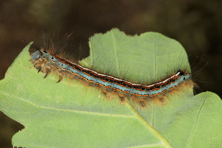 Malacosoma neustria: Bild 12