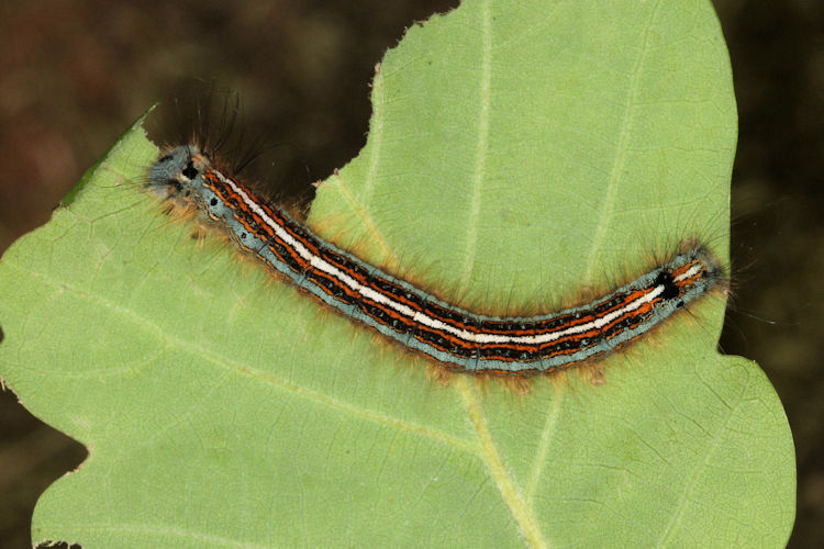 Malacosoma neustria: Bild 13