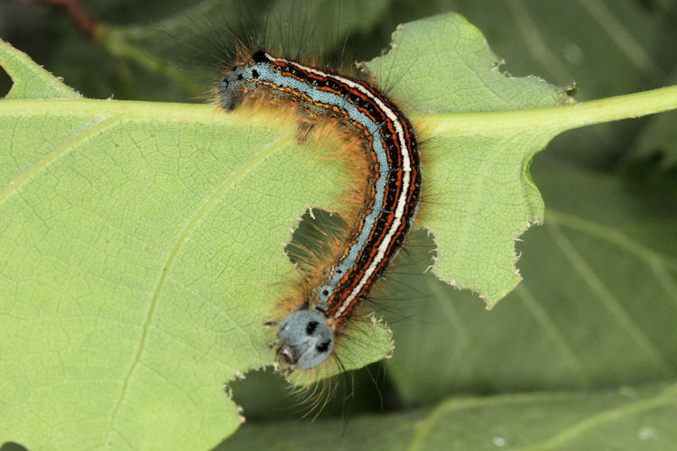 Malacosoma neustria: Bild 14