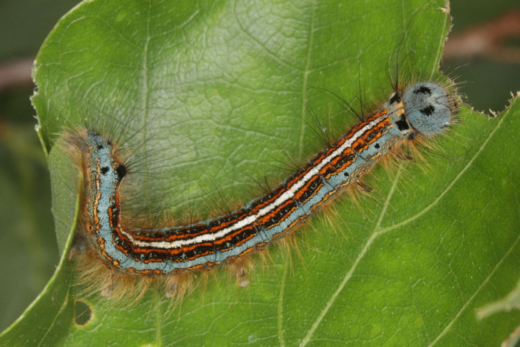 Malacosoma neustria: Bild 15