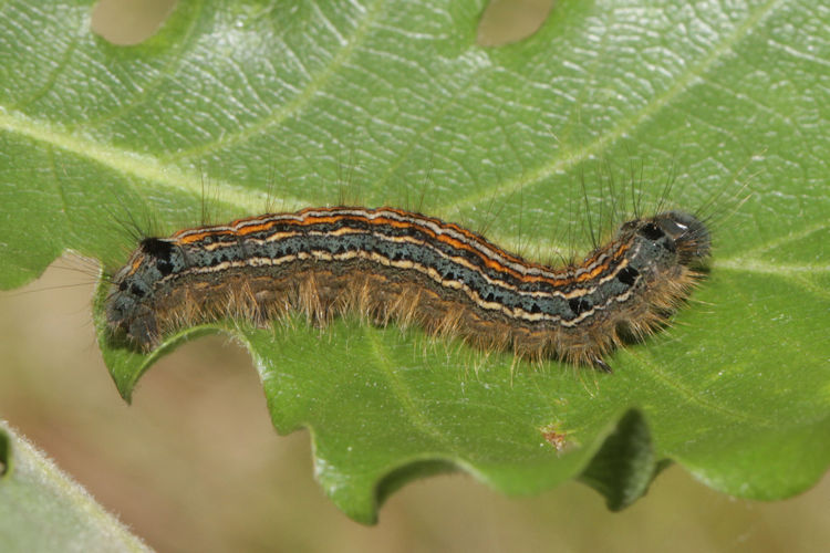 Malacosoma neustria: Bild 16