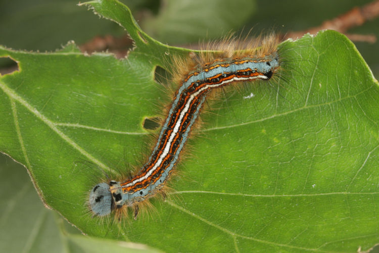 Malacosoma neustria: Bild 17