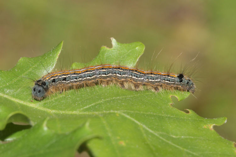 Malacosoma neustria: Bild 18