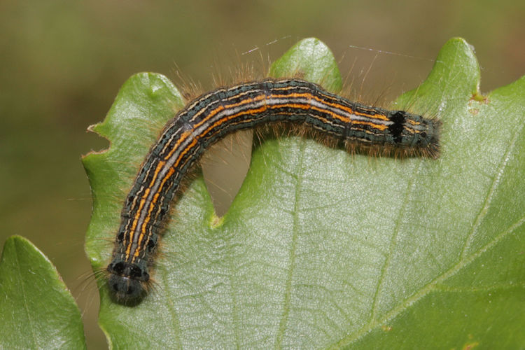 Malacosoma neustria: Bild 19