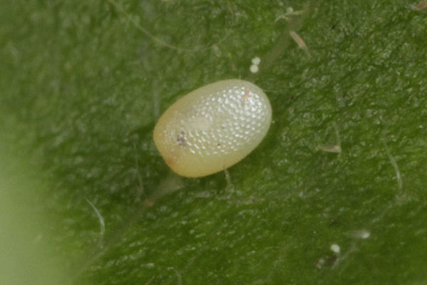 Hydria cervinalis simplonica: Bild 4