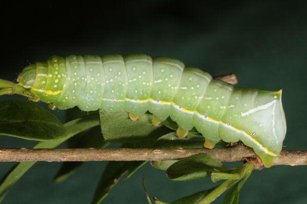 Amphipyra pyramidea: Bild 4