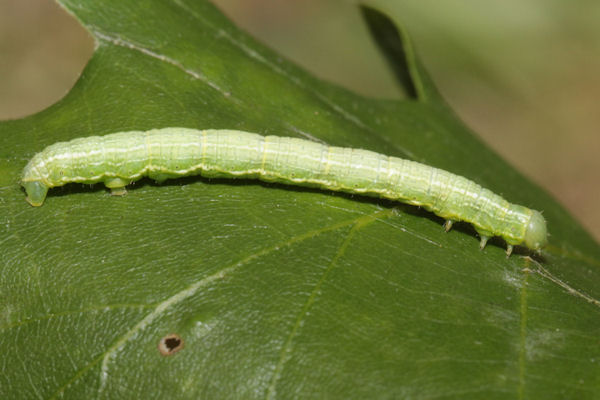 Alsophila aescularia: Bild 15