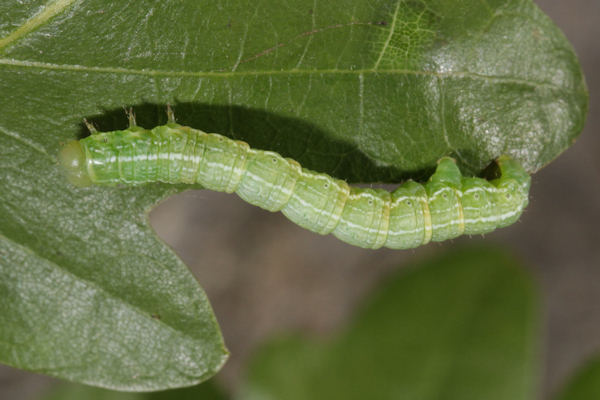 Alsophila aescularia: Bild 19