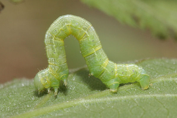 Alsophila aescularia: Bild 37