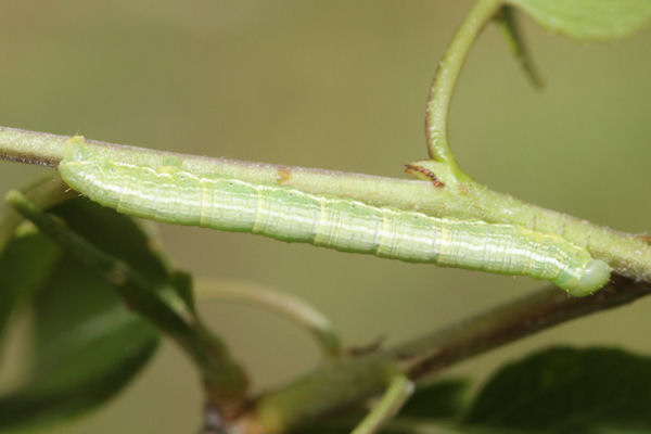 Alsophila aescularia: Bild 23