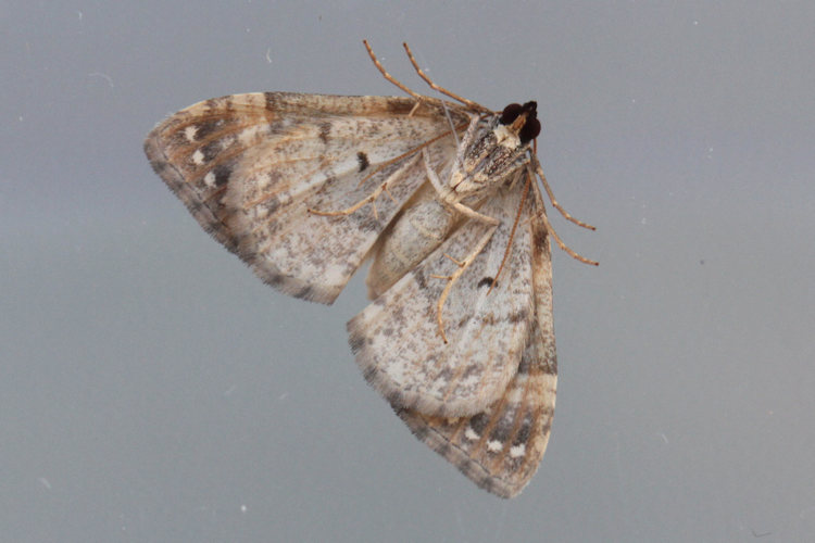Cosmorhoe ocellata: Bild 12