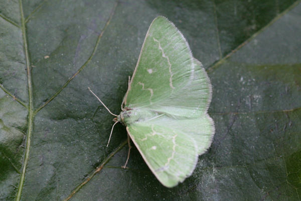 Antonechloris smaragdaria: Bild 2