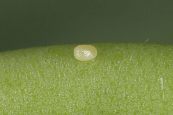 Entephria caesiata: Bild 1