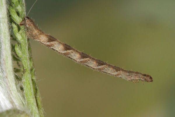 Eupithecia subfuscata: Bild 80
