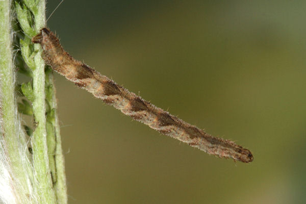 Eupithecia subfuscata: Bild 81