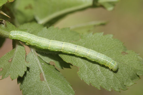 Alsophila aescularia: Bild 26