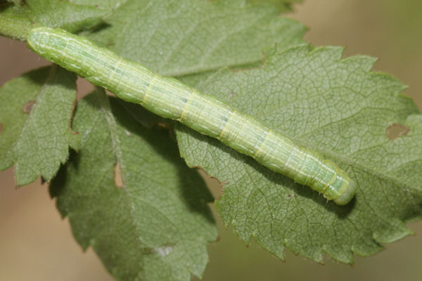 Alsophila aescularia: Bild 27