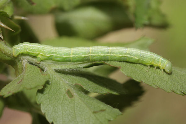 Alsophila aescularia: Bild 28