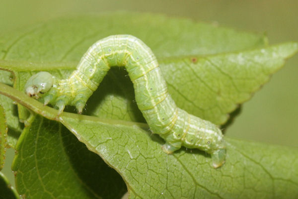 Alsophila aescularia: Bild 29