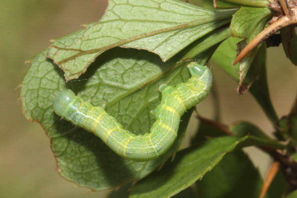 Alsophila aescularia: Bild 11