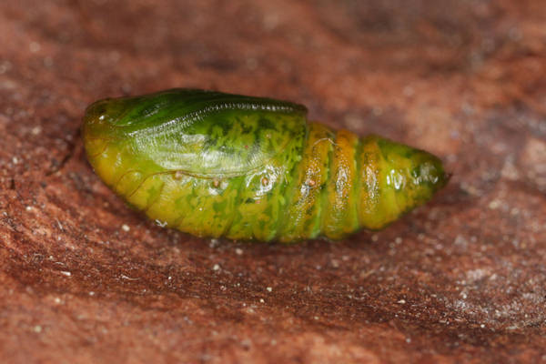 Alsophila aescularia: Bild 46