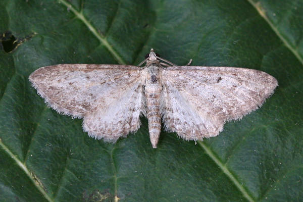 Eupithecia subumbrata: Bild 2